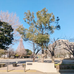 東葛西さくら公園